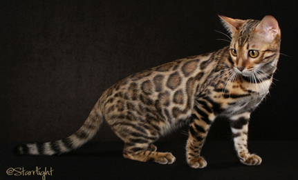 Image result for bengal cat